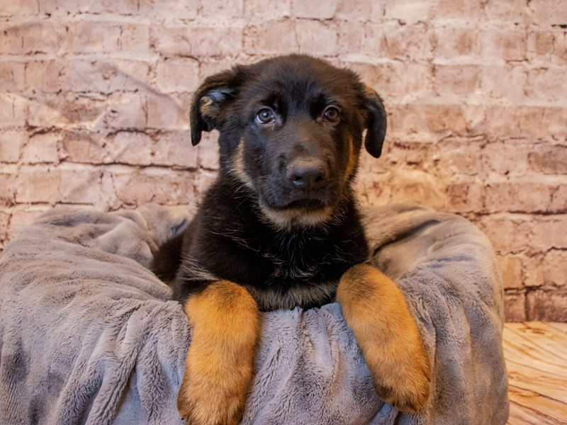 German Shepherd- Available 5/25-Male-Black / Tan-3660016-PetCenter Old Bridge Puppies For Sale