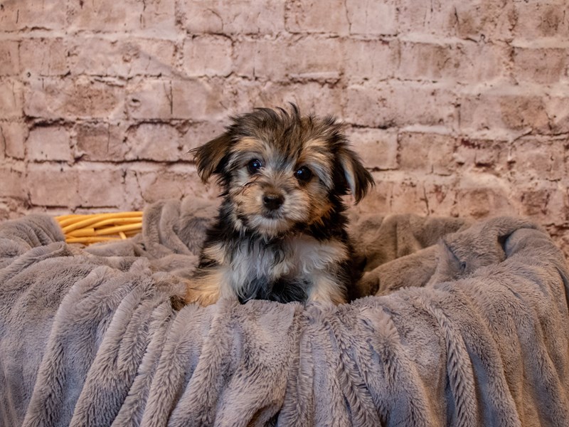 Morkie- Available 5/25-DOG-Female-Black / Tan-3660017-PetCenter Old Bridge Puppies For Sale