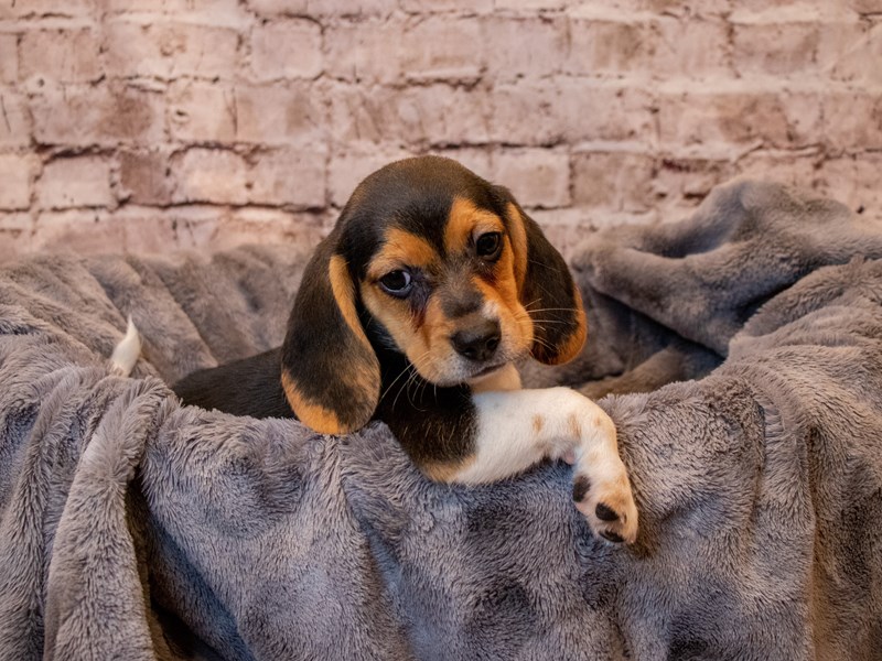 Beagle- Available 5/4-DOG-Male-Black White and Tan-3632643-PetCenter Old Bridge Puppies For Sale