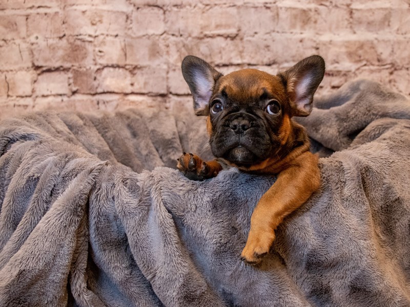 French Bulldog- Available 5/4-Male-Red-3632832-PetCenter Old Bridge Puppies For Sale