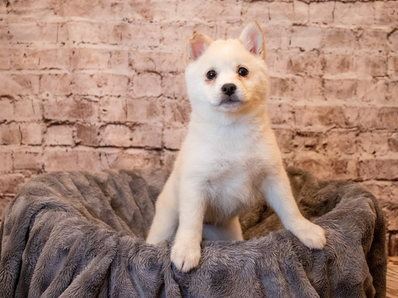 Imo-Inu - Available 5/4-Female-Cream-3632792-PetCenter Old Bridge Puppies For Sale