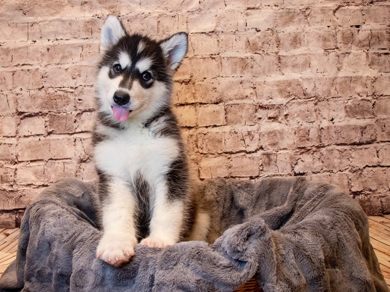 Alaskan Malamute- Available 5/11-DOG-Female-Black and White-3641643-PetCenter Old Bridge Puppies For Sale