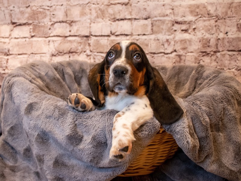 Basset Hound- Available 5/11-Female-Black White and Tan-3641567-PetCenter Old Bridge