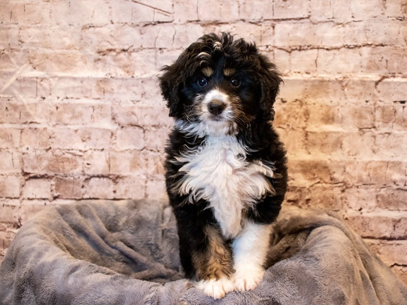 Mini Bernadoodle- Available 5/18-Male-Black Tan / White-3650320-PetCenter Old Bridge Puppies For Sale