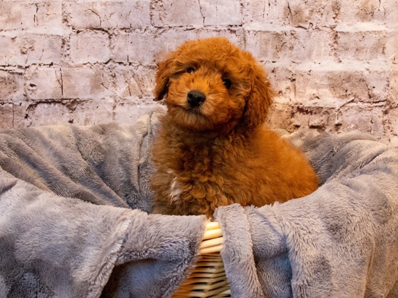 Poodle- Available 5/18-Male-Red-3650317-PetCenter Old Bridge Puppies For Sale