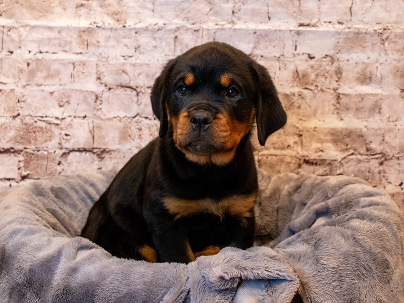 Rottweiler- Available 5/18-DOG-Female-Black / Tan-3650323-PetCenter Old Bridge