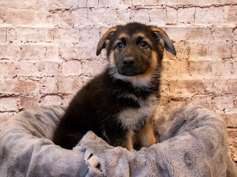 German Shepherd- Available 5/18-Female-Black / Tan-3650318-PetCenter Old Bridge Puppies For Sale
