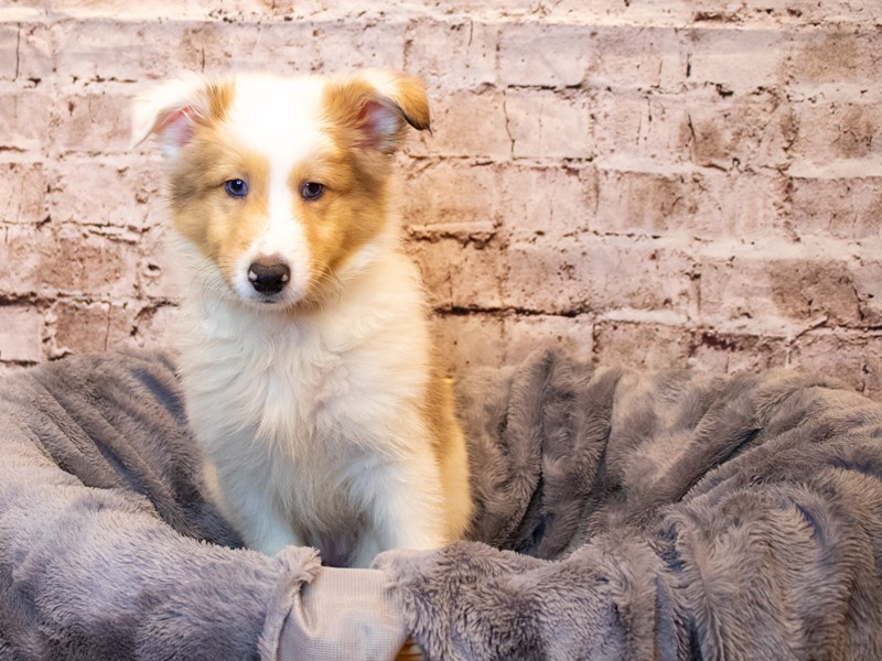Shetland Sheepdog- Available 5/18-Male-White and Sable-3651922-PetCenter Old Bridge Puppies For Sale