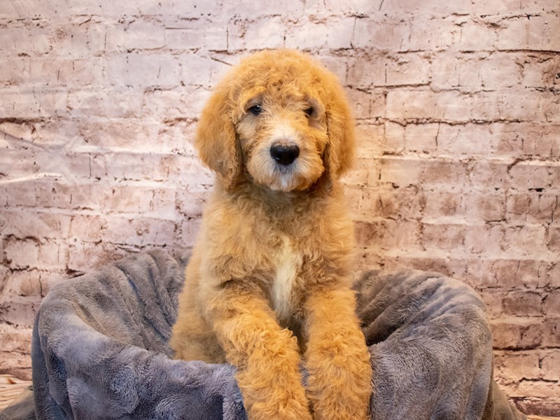 Goldendoodle- Available 5/18-DOG-Male-Apricot-3651854-PetCenter Old Bridge