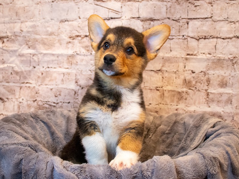 Pembroke Welsh Corgi- Available 5/18-Male-Black and Tan-3651977-PetCenter Old Bridge Puppies For Sale