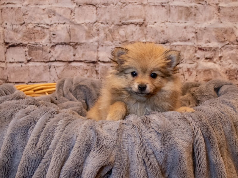 Pomeranian- Available 5/25-Female-Sable-3660019-PetCenter Old Bridge Puppies For Sale