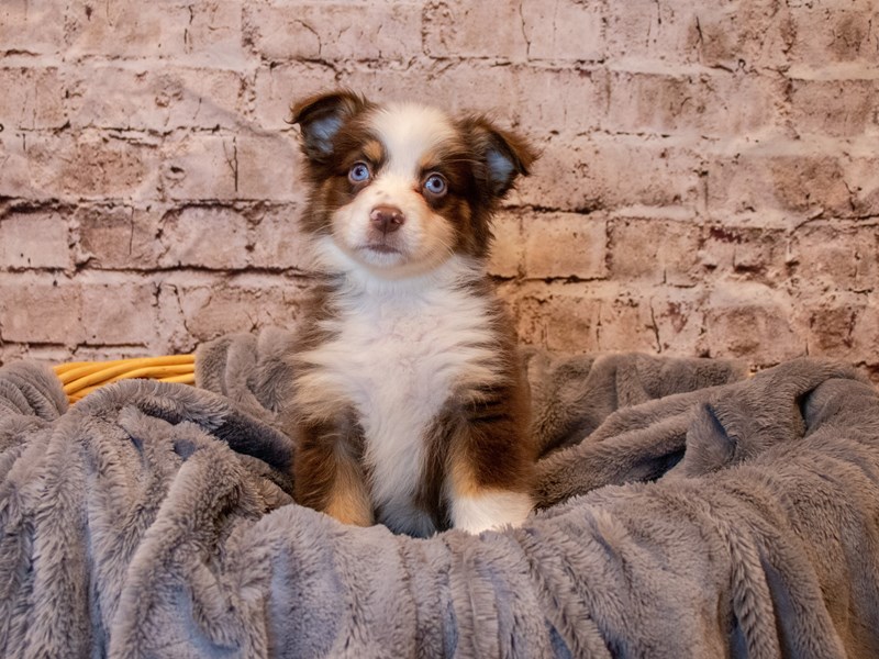 Miniature American Shepherd- Available 5/25-Male-Red-3660649-PetCenter Old Bridge Puppies For Sale