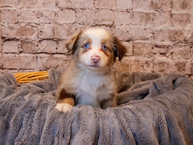 Miniature American Shepherd- Available 5/25-DOG-Male-Red Merle-3660650-PetCenter Old Bridge Puppies For Sale