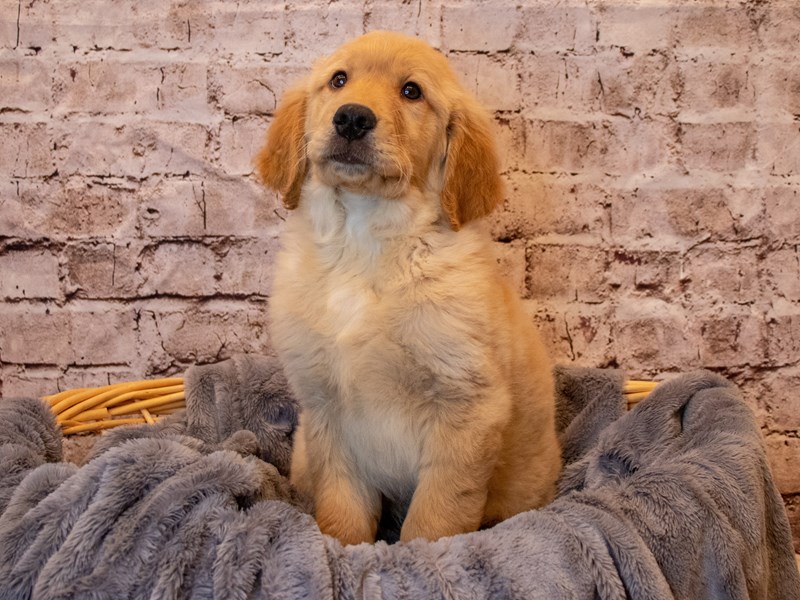 Golden Retriever- Available 5/25-Male-Golden-3660700-PetCenter Old Bridge Puppies For Sale