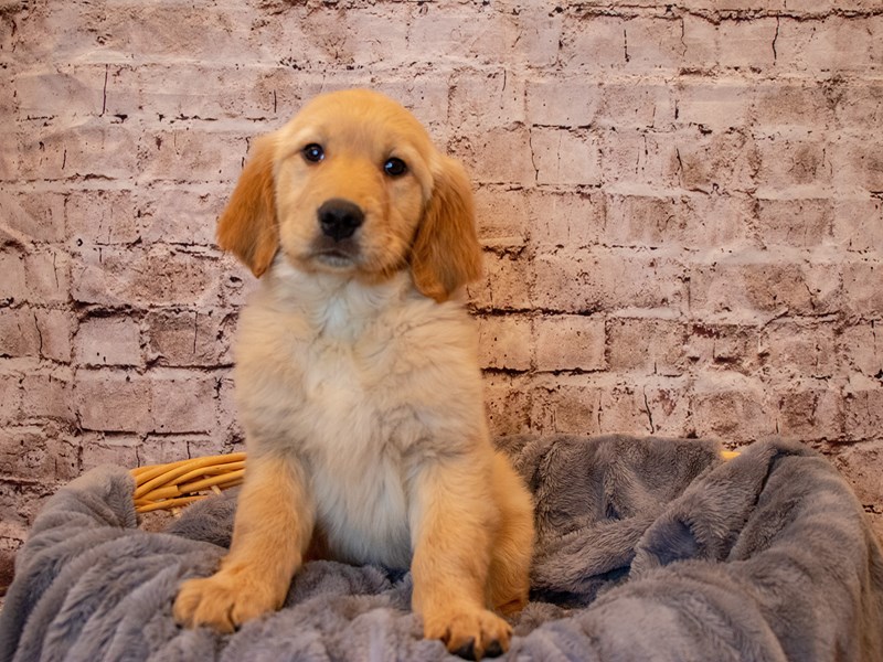 Golden Retriever- Available 5/25-Female-Golden-3660699-PetCenter Old Bridge Puppies For Sale