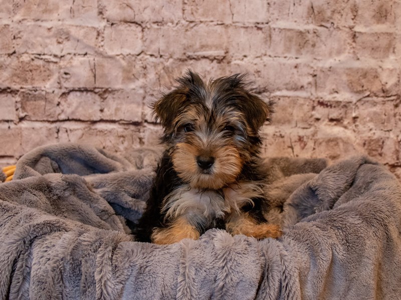 Morkie- Available 5/25-Male-Black and Tan-3660692-PetCenter Old Bridge Puppies For Sale