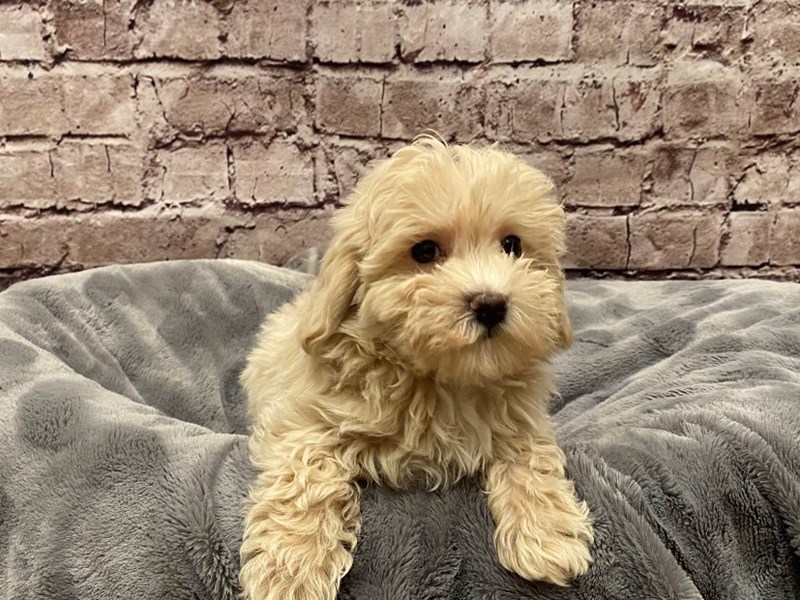 Malti-Poo- Available 5/25-Male-Apricot-3660624-PetCenter Old Bridge Puppies For Sale