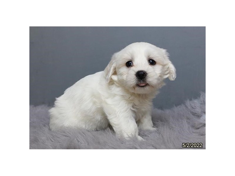 Coton De Tulear- Available 6/1-Male-White-3667007-PetCenter Old Bridge Puppies For Sale
