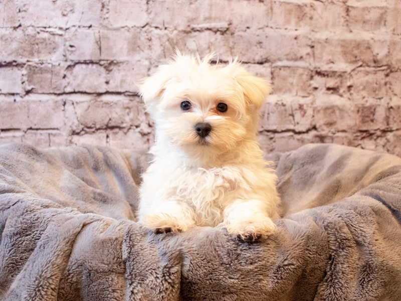 Maltese- Available 6/1-Male-White-3667006-PetCenter Old Bridge Puppies For Sale