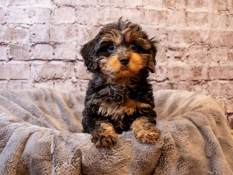 Cavapoo- Available 6/1-Male-Black / Tan-3667004-PetCenter Old Bridge Puppies For Sale