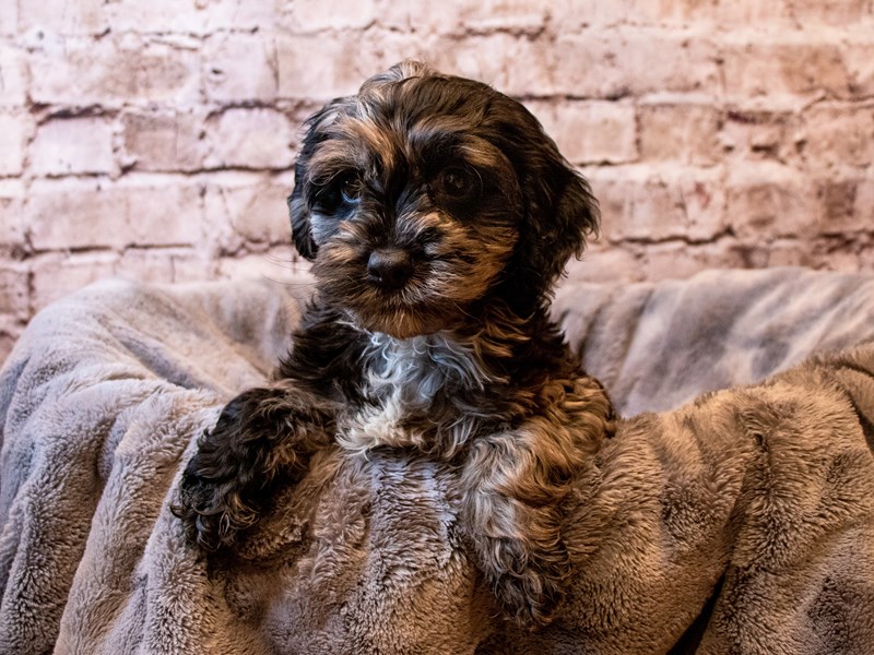 Cockapoo- Available 6/1-DOG-Male-Blue Roan-3667005-PetCenter Old Bridge Puppies For Sale