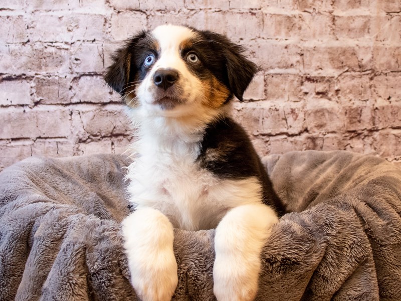 Australian Shepherd-Male-Black and White-3670081-PetCenter Old Bridge Puppies For Sale