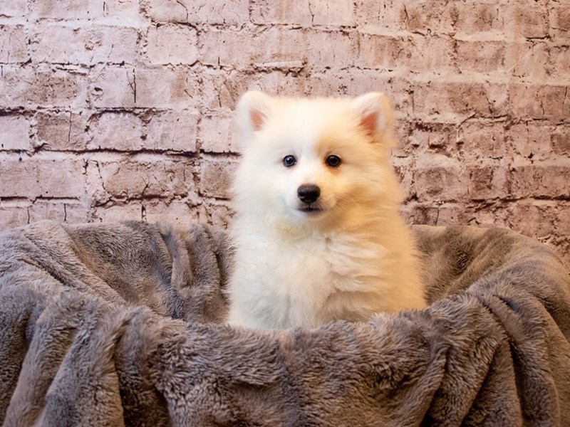 American Eskimo-Male-White-3670097-PetCenter Old Bridge Puppies For Sale
