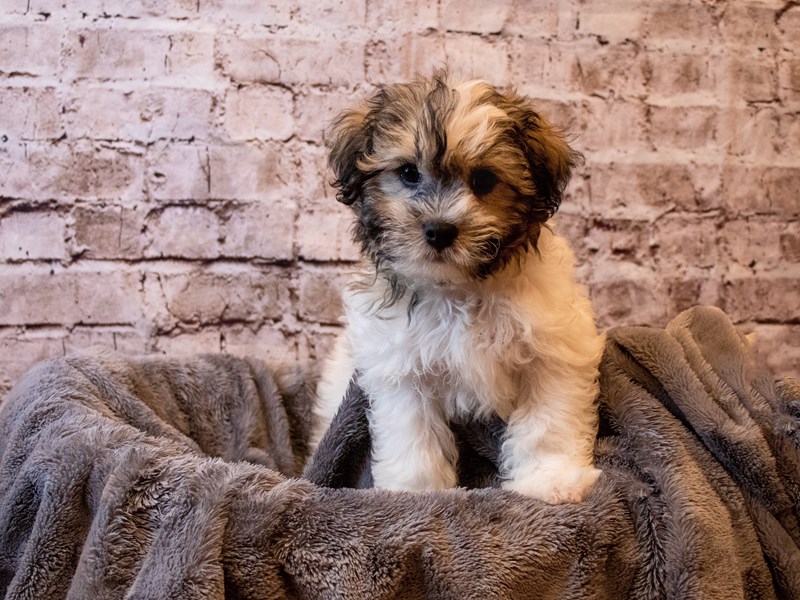 Teddy Bear- Available 6/1-DOG-Male-Sable / White-3667009-PetCenter Old Bridge Puppies For Sale