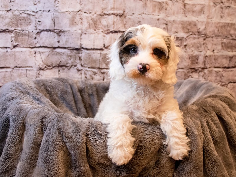 Cavapoo- Available 6/1-Female-White-3667002-PetCenter Old Bridge Puppies For Sale