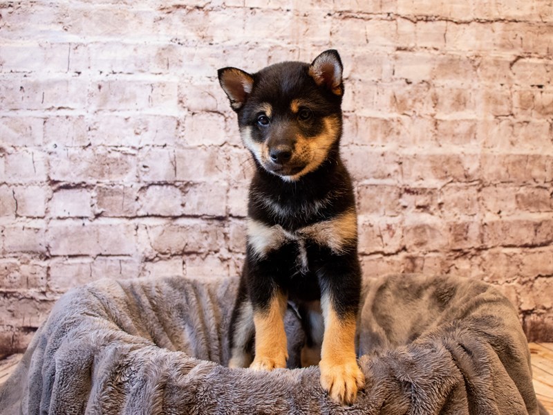Shiba Inu-Male-Black and Tan-3670124-PetCenter Old Bridge Puppies For Sale