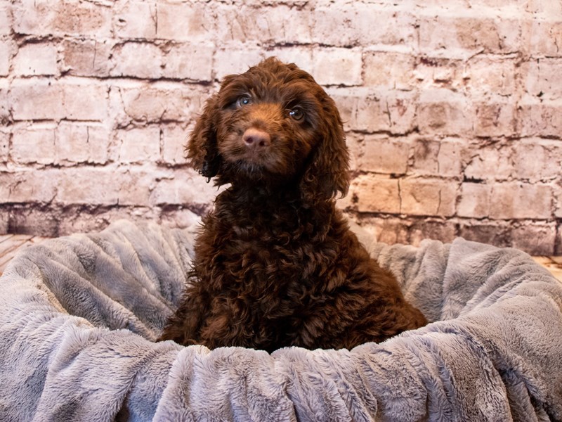 Labradoodle- Available 6/8-Female-Brown-3679770-PetCenter Old Bridge Puppies For Sale