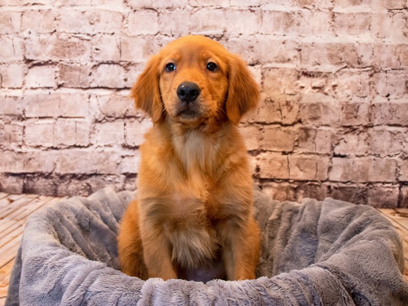 Golden Retriever- Available 6/8-Male-Golden-3679860-PetCenter Old Bridge Puppies For Sale