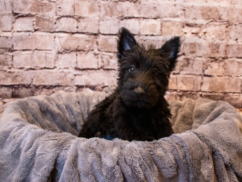 Scottish Terrier- Available 6/8-Female-Black-3677737-PetCenter Old Bridge