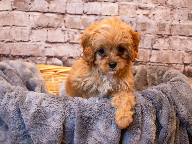 Cavapoo- Available 6/8-DOG-Male-Red-3677735-PetCenter Old Bridge Puppies For Sale