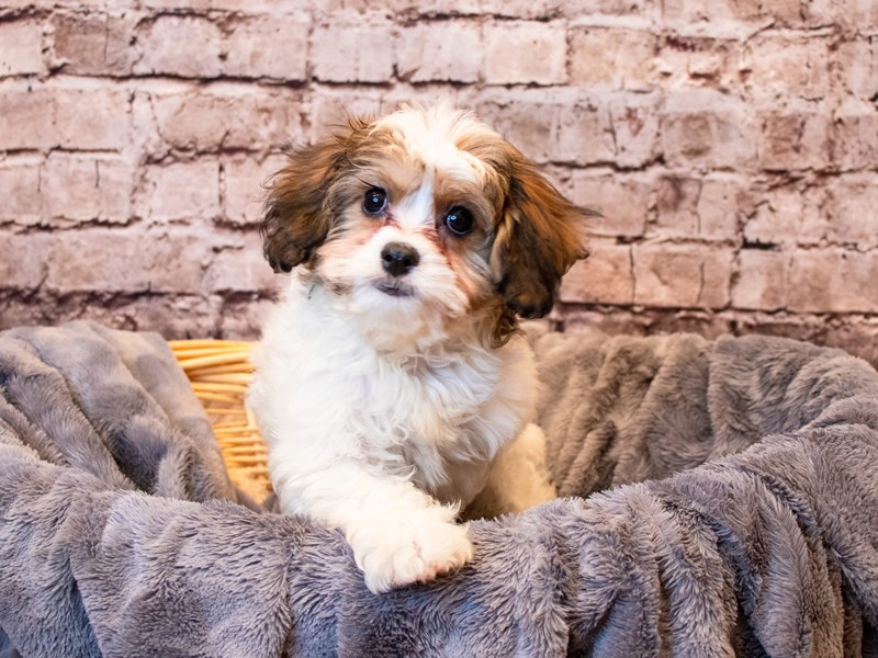 Cavachon- Available 6/8-DOG-Female-White-3677733-PetCenter Old Bridge Puppies For Sale