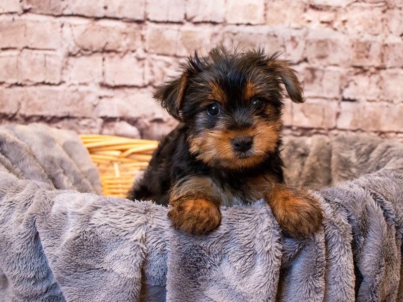 Yorkshire Terrier- Available 6/8-DOG-Female-Black and Tan-3679773-PetCenter Old Bridge
