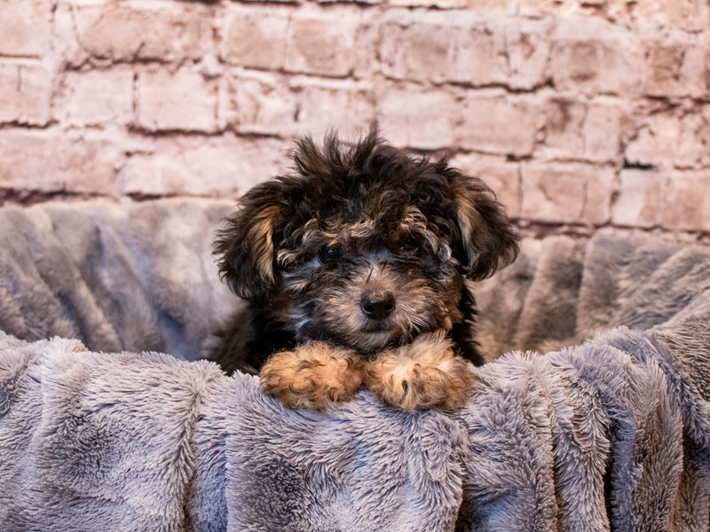 Yorkiepoo- Available 6/8-Female-Black and Tan-3679682-PetCenter Old Bridge Puppies For Sale