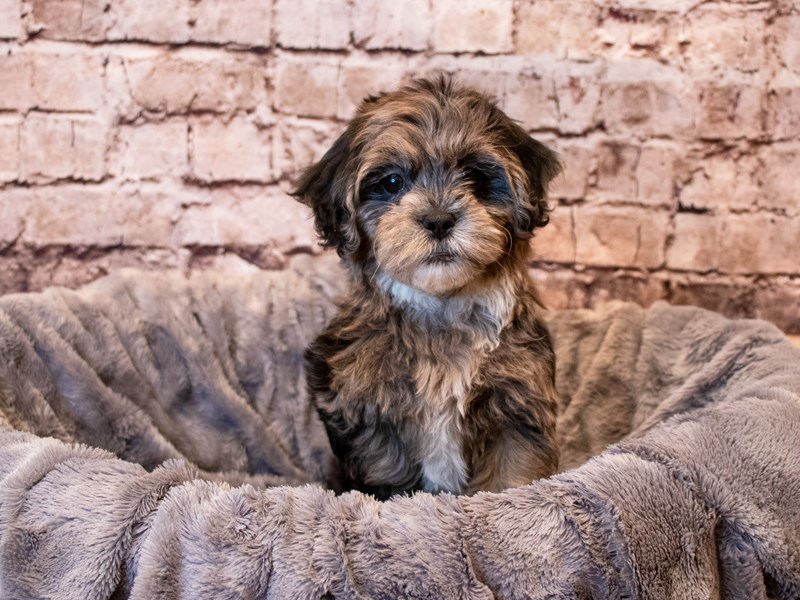 Shihpoo- Available 6/8-DOG-Female-Blue Merle-3677732-PetCenter Old Bridge Puppies For Sale