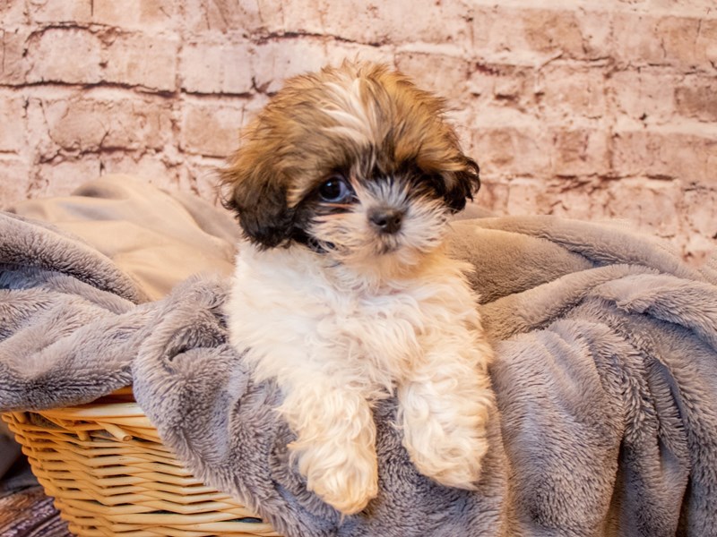 Shih Tzu- Available 6/15-Male-Gold-3687949-PetCenter Old Bridge Puppies For Sale