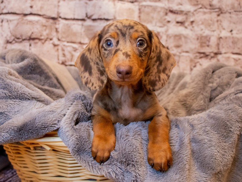 Dachshund- Available 6/15-DOG-Male-Chocolate-3687374-PetCenter Old Bridge Puppies For Sale