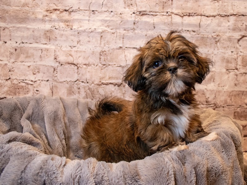 Lhasa Apso- Available 6/22-DOG-Female-Red Gold-3697985-PetCenter Old Bridge