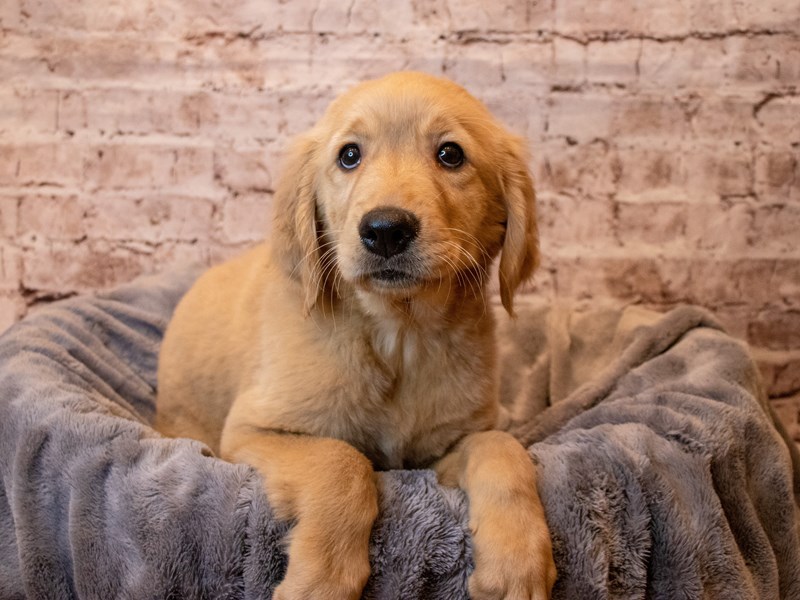 Golden Retriever- Available 6/22-Female-Golden-3695971-PetCenter Old Bridge Puppies For Sale