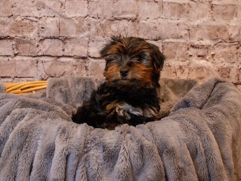 Yorkshire Terrier- Available 5/25-Male-Black and Gold-3660610-PetCenter Old Bridge