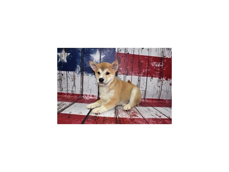 Shiba Inu- Available 6/22-DOG-Male-Red-3698180-PetCenter Old Bridge