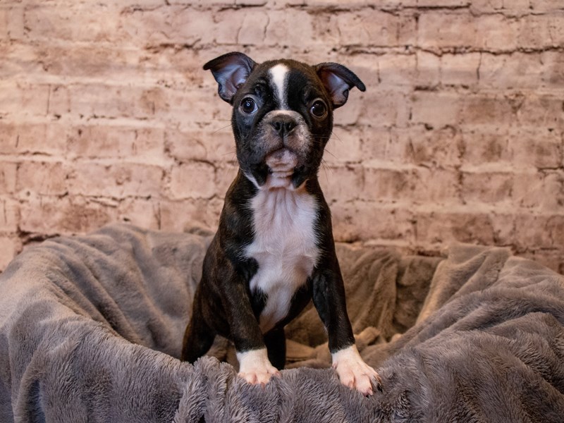 Boston Terrier- Available 6/22-DOG-Female-Black Brindle and White-3698099-PetCenter Old Bridge
