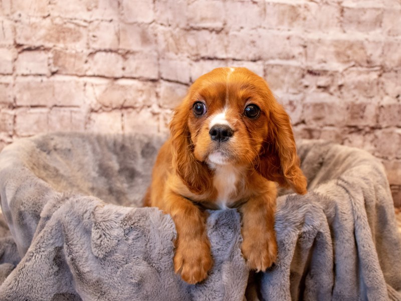 Cavalier King Charles Spaniel- Available 6/29-DOG-Female-Ruby-3706138-PetCenter Old Bridge