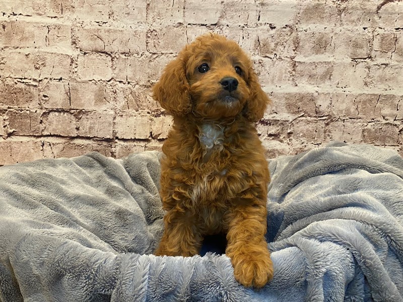 Mini Goldendoodle- Available 7/6-Female-Red-3714784-PetCenter Old Bridge