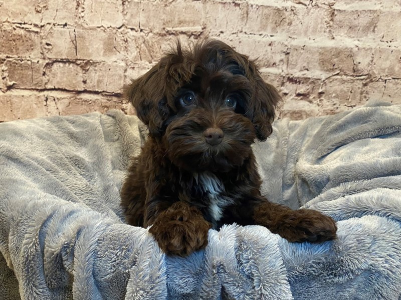 Schnoodle- Available 7/6-DOG-Female-Chocolate-3714779-PetCenter Old Bridge