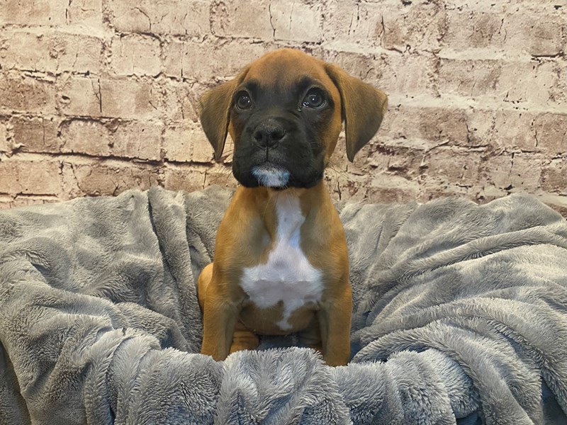 Boxer- Available 7/6-Female-Fawn-3714782-PetCenter Old Bridge