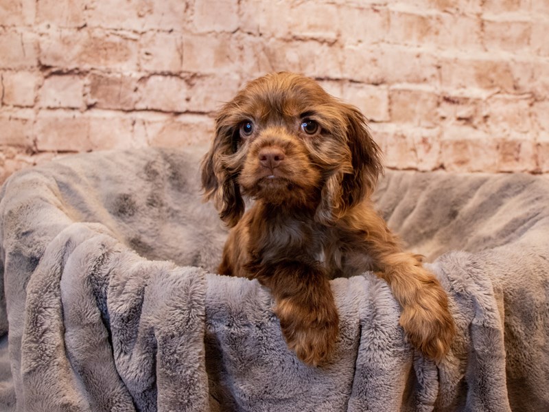Cocker Spaniel- Available 7/13-Male-Chocolate Merle-3723794-PetCenter Old Bridge